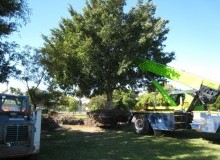 Kwikfynd Tree Management Services
mountdandenong